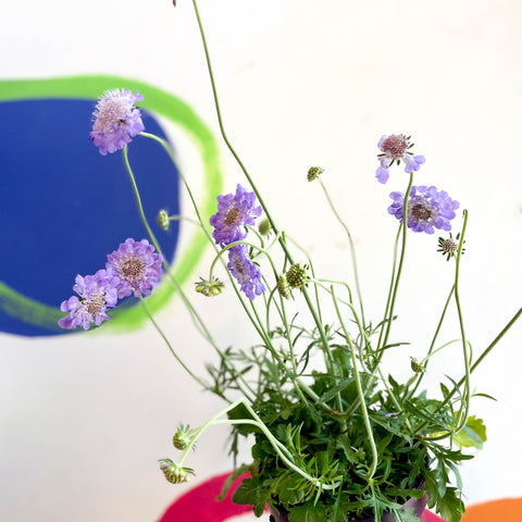 Scabiosa columbaria 'Butterfly Blue' - Pincushion Flower - Sprouts of Bristol