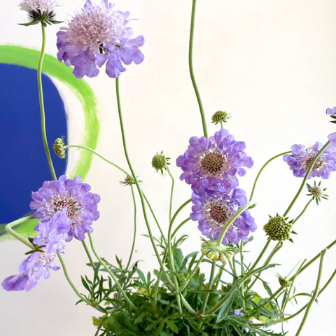 Scabiosa columbaria 'Butterfly Blue' - Pincushion Flower - Sprouts of Bristol