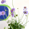 Scabiosa columbaria 'Butterfly Blue' - Pincushion Flower - Sprouts of Bristol