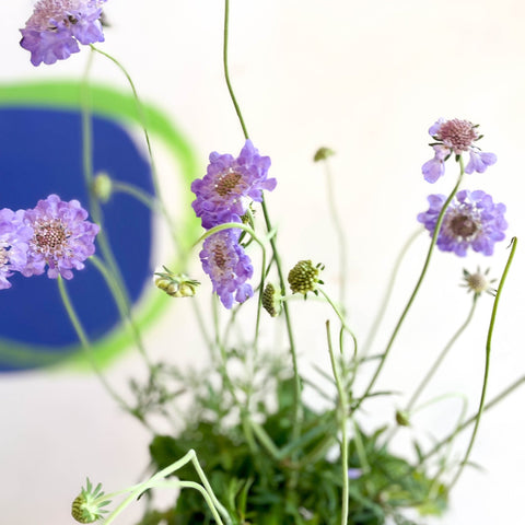 Scabiosa columbaria 'Butterfly Blue' - Pincushion Flower - Sprouts of Bristol