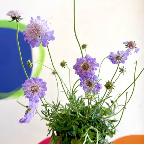 Scabiosa columbaria 'Butterfly Blue' - Pincushion Flower - Sprouts of Bristol