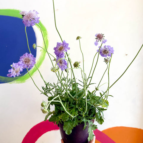 Scabiosa columbaria 'Butterfly Blue' - Pincushion Flower - Sprouts of Bristol