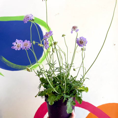 Scabiosa columbaria 'Butterfly Blue' - Pincushion Flower - Sprouts of Bristol