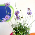 Scabiosa columbaria 'Butterfly Blue' - Pincushion Flower - Sprouts of Bristol