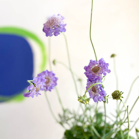 Scabiosa columbaria 'Butterfly Blue' - Pincushion Flower - Sprouts of Bristol