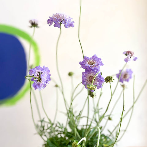 Scabiosa columbaria 'Butterfly Blue' - Pincushion Flower - Sprouts of Bristol