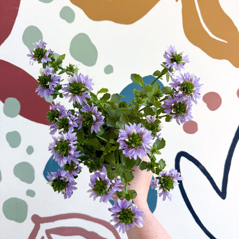 Scaevola ‘A Blue Touch’ - Fan Flower - Sprouts of Bristol