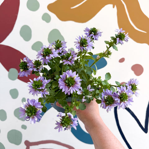Scaevola ‘A Blue Touch’ - Fan Flower - Sprouts of Bristol