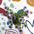 Scaevola ‘A Blue Touch’ - Fan Flower - Sprouts of Bristol