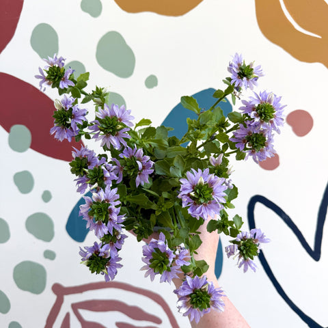 Scaevola ‘A Blue Touch’ - Fan Flower - Sprouts of Bristol