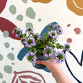 Scaevola ‘A Blue Touch’ - Fan Flower - Sprouts of Bristol
