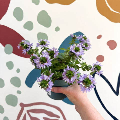 Scaevola ‘A Blue Touch’ - Fan Flower - Sprouts of Bristol