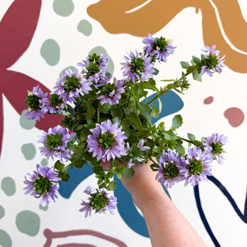Scaevola ‘A Blue Touch’ - Fan Flower - Sprouts of Bristol