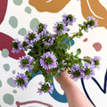 Scaevola ‘A Blue Touch’ - Fan Flower - Sprouts of Bristol