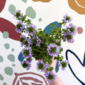 Scaevola ‘A Blue Touch’ - Fan Flower - Sprouts of Bristol