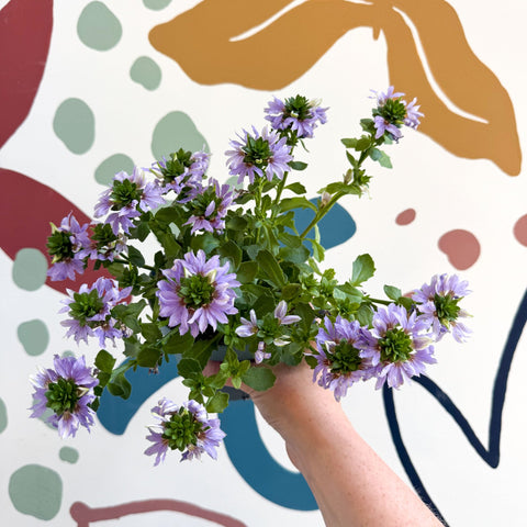 Scaevola ‘A Blue Touch’ - Fan Flower - Sprouts of Bristol