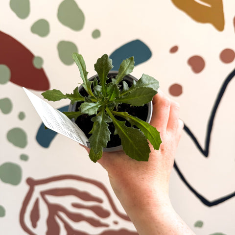 Scaevola 'Abanico Blue' - British Grown - Sprouts of Bristol