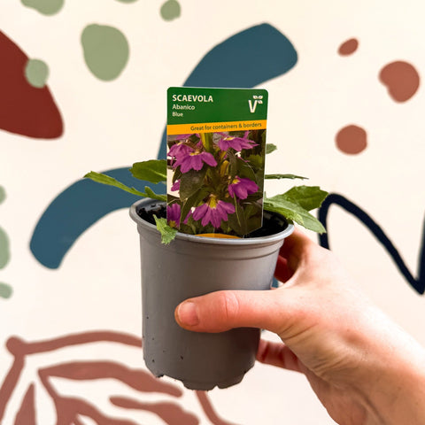 Scaevola 'Abanico Blue' - British Grown - Sprouts of Bristol