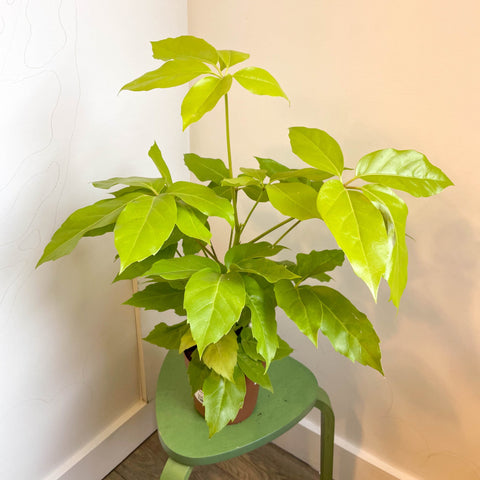 Schefflera actinophylla 'Golden Amate' - Umbrella Tree - Sprouts of Bristol