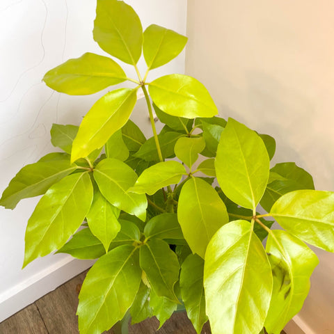 Schefflera actinophylla 'Golden Amate' - Umbrella Tree - Sprouts of Bristol