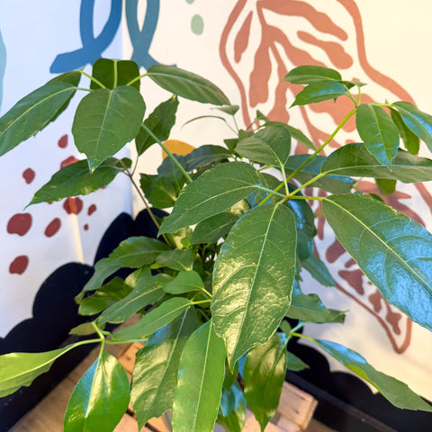 Schefflera actinophylla - Octopus Tree - Sprouts of Bristol