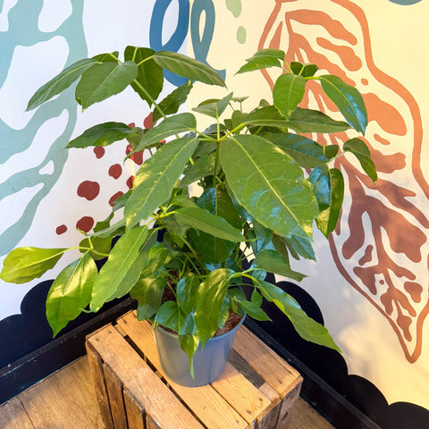 octopus tree indoor plant Schefflera actinophylla