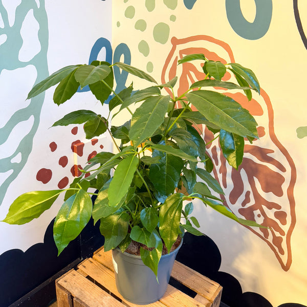 octopus tree indoor plant Schefflera actinophylla