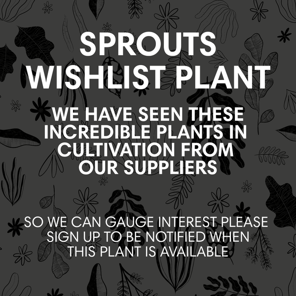 Schismatoglottis longispatha variegata – Sprouts of Bristol
