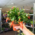 Schlumbergera - Bright Orange Holiday Cactus - Sprouts of Bristol