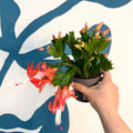 Schlumbergera - Bright Orange Holiday Cactus - Sprouts of Bristol