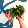 Schlumbergera - Bright Orange Holiday Cactus - Sprouts of Bristol