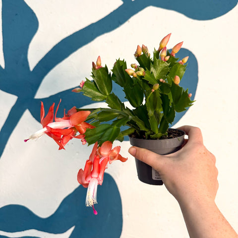 Schlumbergera - Bright Orange Holiday Cactus - Sprouts of Bristol