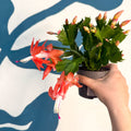 Schlumbergera - Bright Orange Holiday Cactus - Sprouts of Bristol