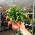 Schlumbergera - Bright Orange Holiday Cactus - Sprouts of Bristol