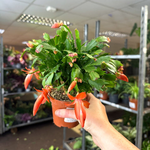 Schlumbergera - Bright Orange Holiday Cactus - Sprouts of Bristol