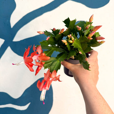 Schlumbergera - Bright Orange Holiday Cactus - Sprouts of Bristol
