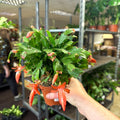 Schlumbergera - Bright Orange Holiday Cactus - Sprouts of Bristol