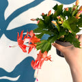 Schlumbergera - Bright Orange Holiday Cactus - Sprouts of Bristol