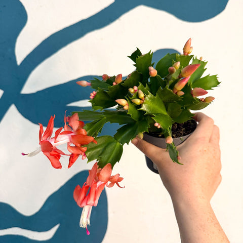 Schlumbergera - Bright Orange Holiday Cactus - Sprouts of Bristol