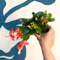 Schlumbergera - Bright Orange Holiday Cactus - Sprouts of Bristol