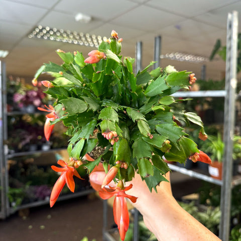 Schlumbergera - Bright Orange Holiday Cactus - Sprouts of Bristol