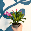 Schlumbergera - Bright Pink Holiday Cactus - Sprouts of Bristol