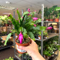 Schlumbergera - Bright Pink Holiday Cactus - Sprouts of Bristol