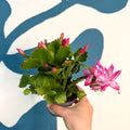 Schlumbergera - Bright Pink Holiday Cactus - Sprouts of Bristol