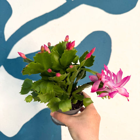 Schlumbergera - Bright Pink Holiday Cactus - Sprouts of Bristol