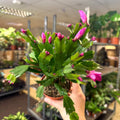 Schlumbergera - Bright Pink Holiday Cactus - Sprouts of Bristol
