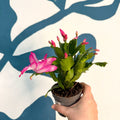 Schlumbergera - Bright Pink Holiday Cactus - Sprouts of Bristol