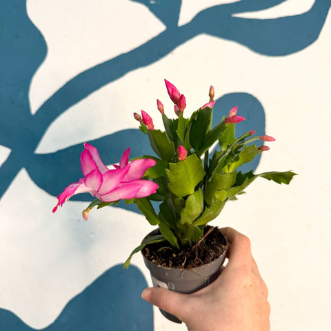 Schlumbergera - Bright Pink Holiday Cactus - Sprouts of Bristol