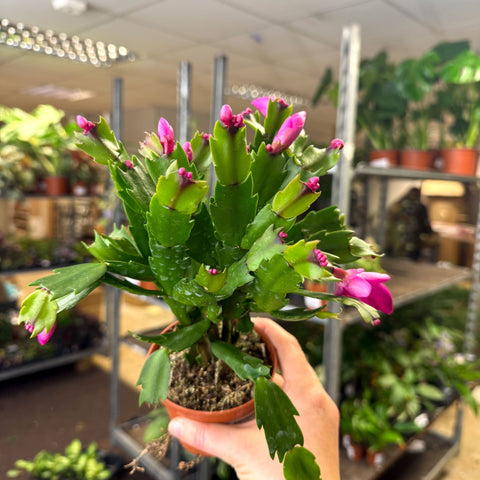 Schlumbergera - Bright Pink Holiday Cactus - Sprouts of Bristol