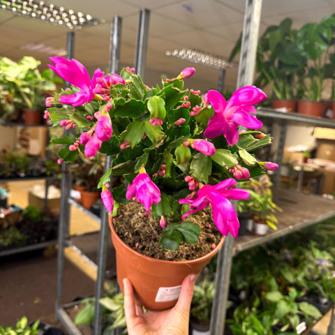Schlumbergera - Bright Pink Holiday Cactus - Sprouts of Bristol